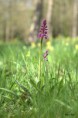 /album/orchidees/orchis-mascula-jpg/